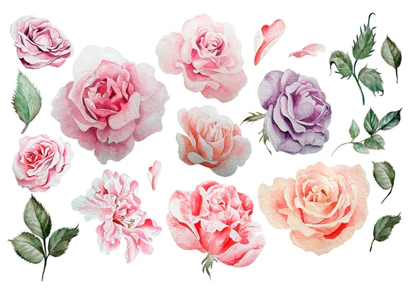 Aquarel instellen met verschillende rozen. — Stockfoto