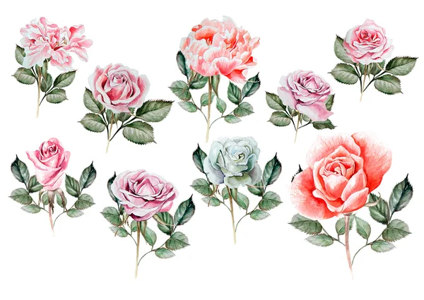 Aquarel instellen met verschillende rozen. — Stockfoto