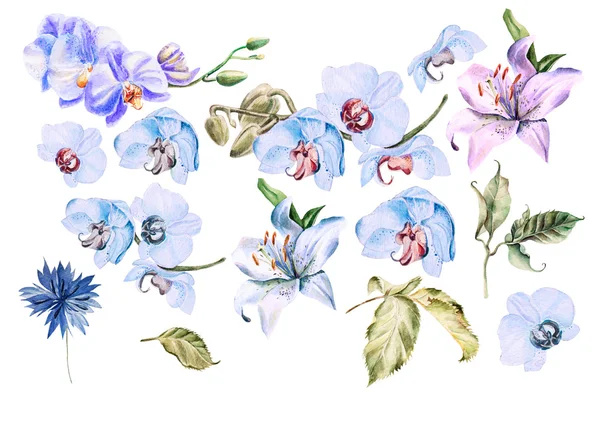 Akvarell med olika blommor orkidé, blåklint, lily. — Stockfoto