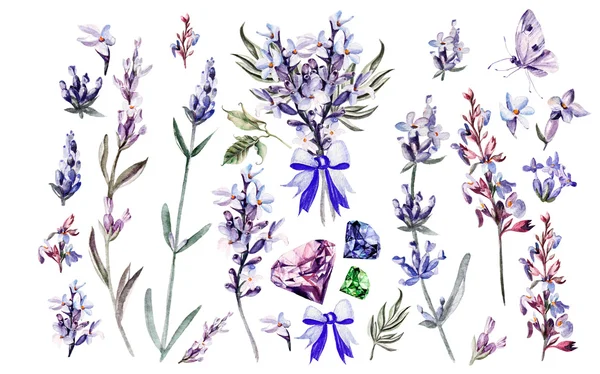 Watercolor set with lavender flowers.