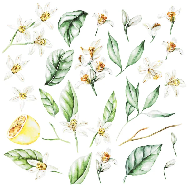 Citrons Fleurs Feuilles Fruits Style Aquarelle Illustration — Photo