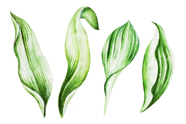 Lilies Valley Leaves Watercolor Hand Drawn Illustration — Stock Photo, Image