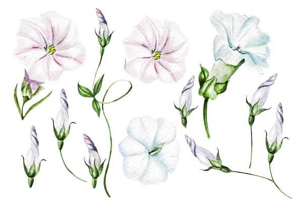 Akvarel Bindweed Divoké Květiny Polní Byliny Vonné Oblouky Přírodní Prvky — Stock fotografie