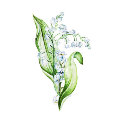Vadi çiçeklerinin zambakları. Suluboya el çizimi çizimi.