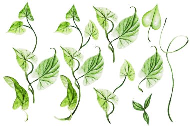 Suluboya bağotu, yabani çiçekler, tarla bitkileri, Convolvulus arvensis, doğal elementler, el yapımı illüstrasyon