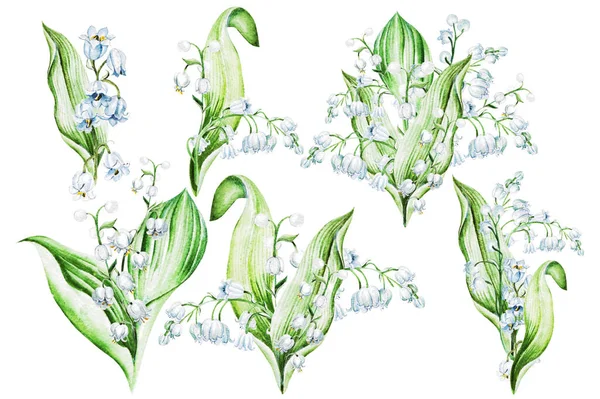 Lelies Van Vallei Bloemen Aquarel Hand Getekend Illustratie — Stockfoto