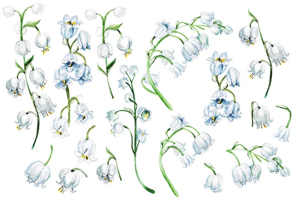 Lírios Das Flores Vale Ilustração Desenhada Mão Aquarela — Fotografia de Stock