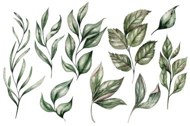 Şakayıklı kart, tebrik kartı, düğün davetiyesi, doğum günü ve diğer tatil ve yaz arkaplanı olarak kullanılabilir. Suluboya çizimi