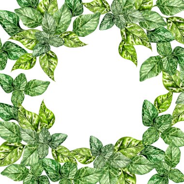 Yeşil nane yapraklı suluboya kart. Çiçek illüstrasyonu 