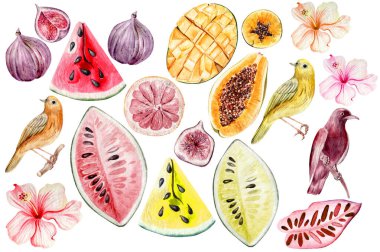 Amber çiçekleri ve farklı meyvelerle suluboya seti, kuş. Karpuz, incir, mango, papaya meyveleri. Görüntü