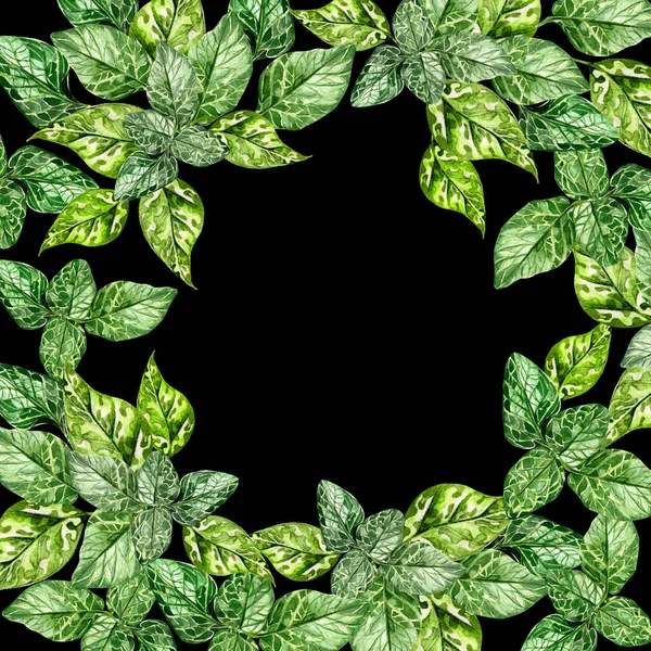 Akwarela Zielonymi Liśćmi Mięty Ilustracja Kwiatowa — Zdjęcie stockowe