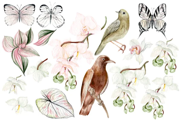 Watercolor Set Orchids Flowers Buds Tropical Leaves Birds Butterflies Illustration — Stock fotografie