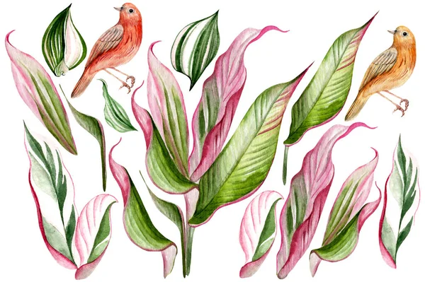 Aquarel Set Met Tropische Bladeren Vogels Illustratie — Stockfoto