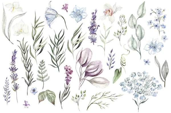 Ensemble Feuilles Eucalyptus Aquarelle Herbes Branches Fleurs Sauvages Orchidée Clipart — Photo