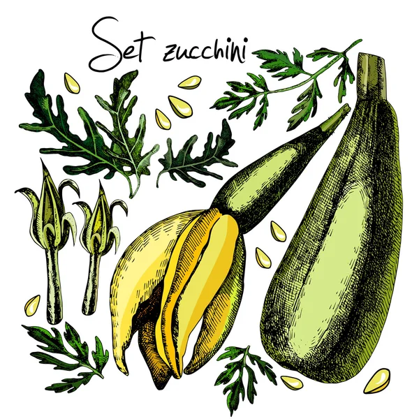 Set med zucchini och blomställningar — Stock vektor