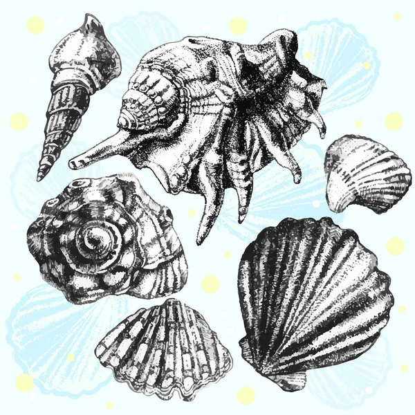 イラストさまざまな現実的な殻を持つ — ストックベクタ