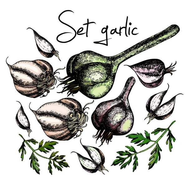 Set of garlic. Illustrations. Vector. — Stock Illustration Set of garlic. Illustrations. Vector. Royalty Free Stock Illustrations