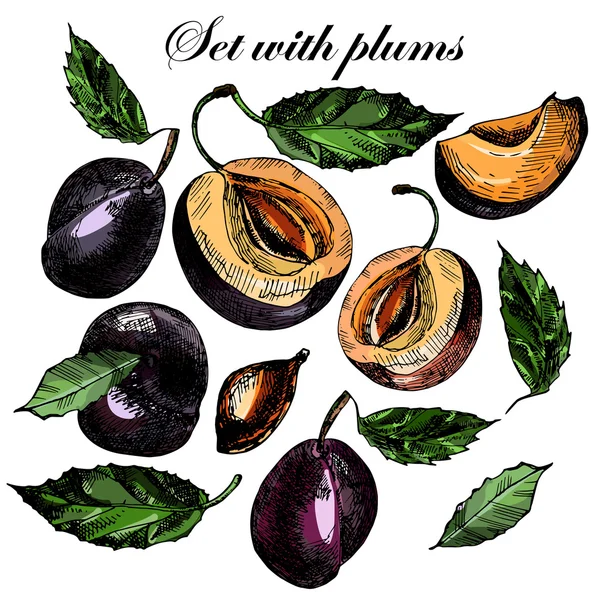 Ensemble avec de belles prunes mûres et feuilles — Image vectorielle