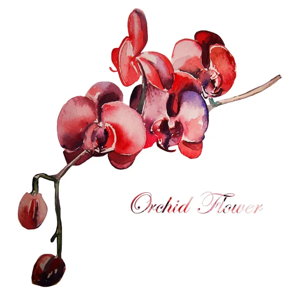 Orchideebloem, aquarel, hand tekenen. — Stockvector