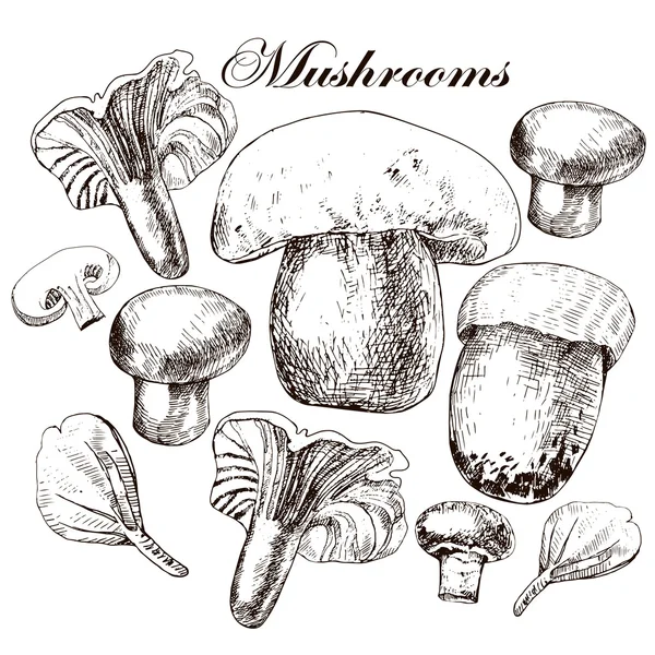 Vector set of hand drawn edible mushrooms — Stock Vector