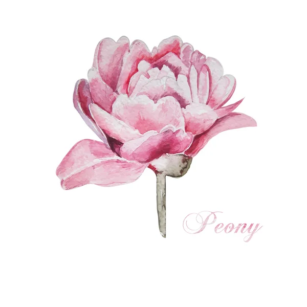 Peonie ad acquerello dipinte a mano. Vettore ad acquerello . — Vettoriale Stock