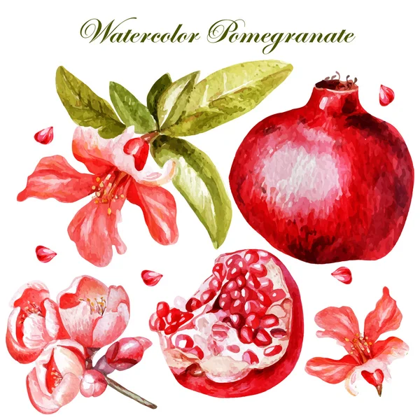 Prachtige aquarel set met vruchten en bloemen van granaatappel. — Stockvector