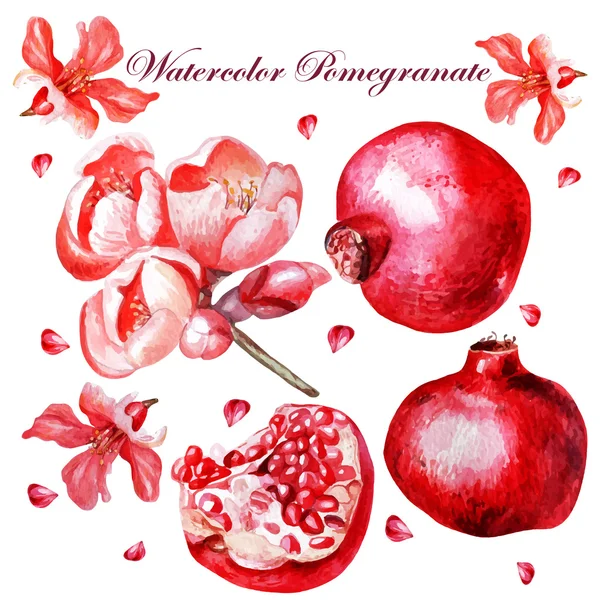 Prachtige aquarel set met vruchten en bloemen van granaatappel. — Stockvector