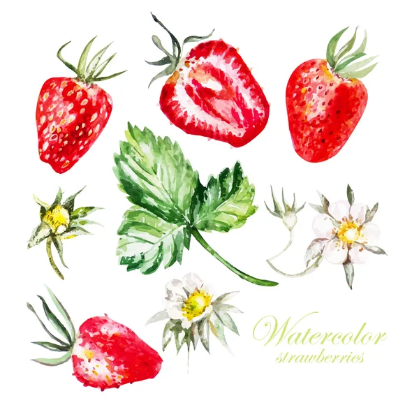 Set mit Beeren und Erdbeerblüten — Stockvektor