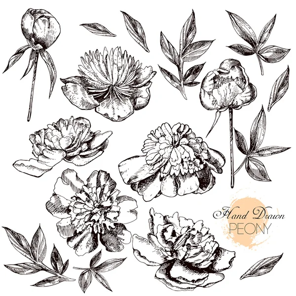 Illustrazioni incise a mano di peonie ornate . — Vettoriale Stock