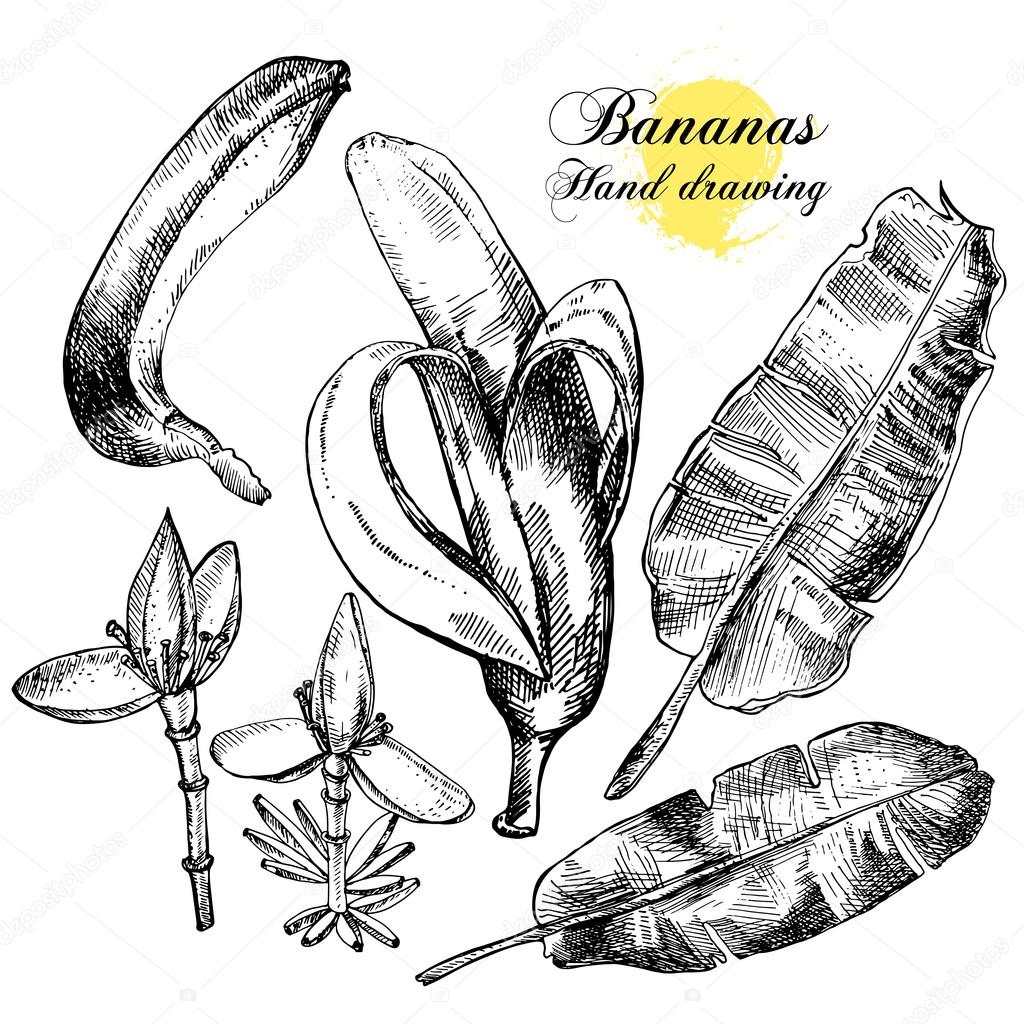 Hand drawing bananas. Flowers, fruit and leaves on a white background.