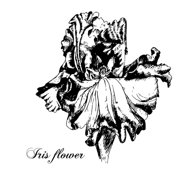 Flor de íris. Vetor preto e branco —  Vetores de Stock