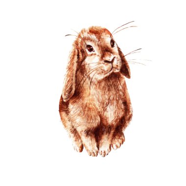 Gerçekçi suluboya tavşan üzerinde beyaz bir arka plan.