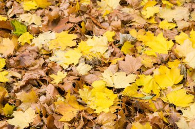 Sonbahar arkaplanı, sonbahar sarısı ve kahverengi akçaağaç yaprakları, seçici odak
