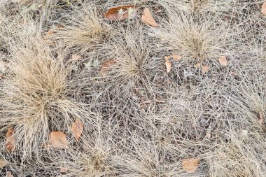 Sonbahar kuru çimen dokusu, üst görünüm, yakın plan.