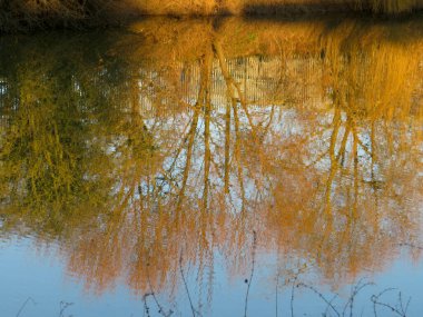 Sakin sulardaki sonbahar ağaçlarının yansımaları 
