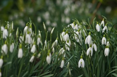 Kış çiçekleri, Galanthus kış sonlarında yumuşak odaklı arka planda bir bahçede.