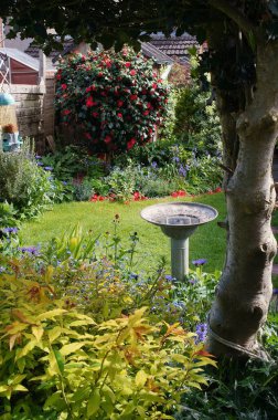 Bahar çiçekleriyle bir İngiliz bahçesi ve güneşli bir günde kutsal bir ağaç tarafından çerçevelenmiş çiçek açmış bir Camelia gülü çalısı.