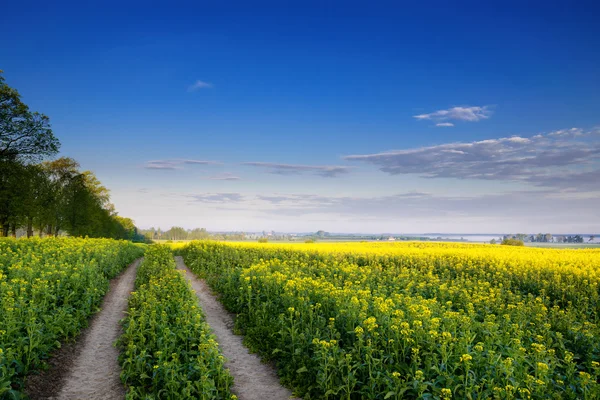 Colza field 2 — Stock Photo, Image