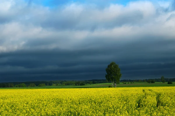 Темные облака над рапсовым полем 2 — стоковое фото