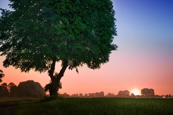 Baum im Morgengrauen — Stockfoto