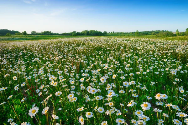 Prairie pleine de marguerites — Photo