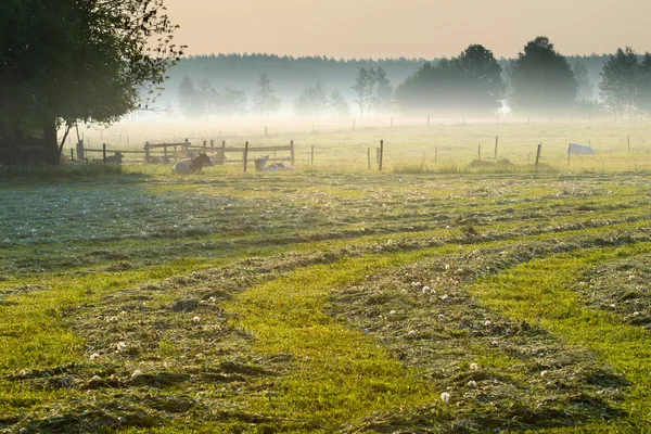 Vacas en reposo en el prado — Foto de Stock