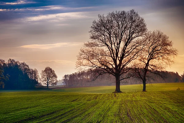 Oaks on green field 2 — Stock Photo, Image