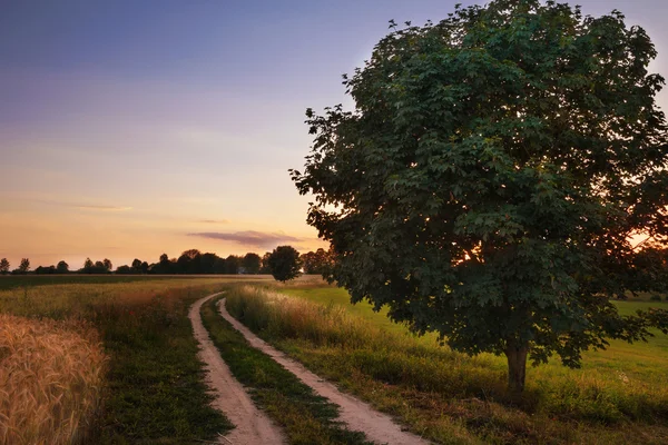 Campo de trigo de carretera 2a — Foto de Stock