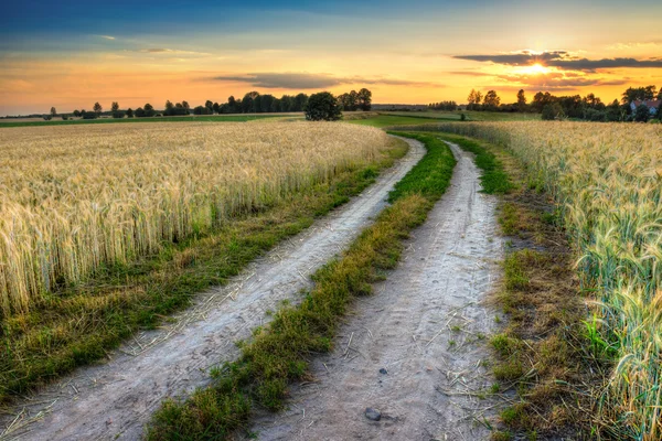 Road wheat field 6 — Stock Photo, Image