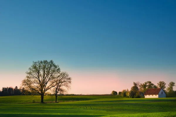 Spring landscape with oaks — Stock Photo, Image