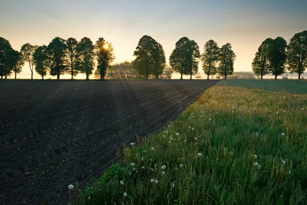 Sol nasce sobre o campo de primavera 2 — Fotografia de Stock