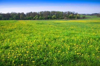  Bahar çayır dandelions ile kaplı