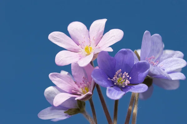 Gruppe von Leberwürmern 6 — Stockfoto