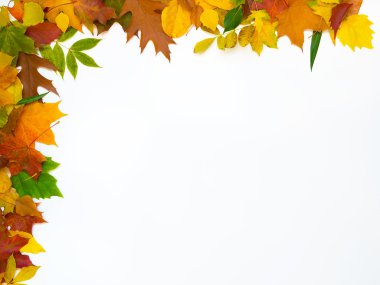 renkli yaprakları üst sol